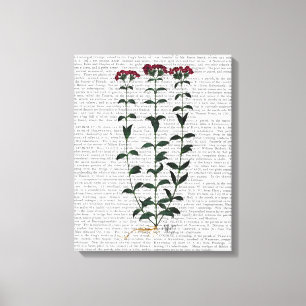 Italiaanse anjer canvas afdruk