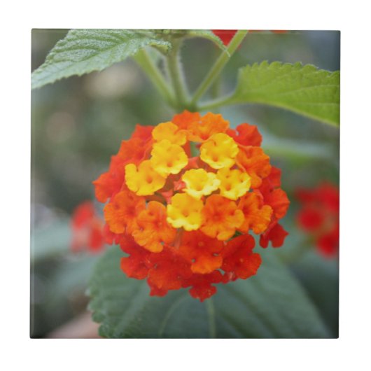 Italiaanse bloemen tegeltje (Voorkant)