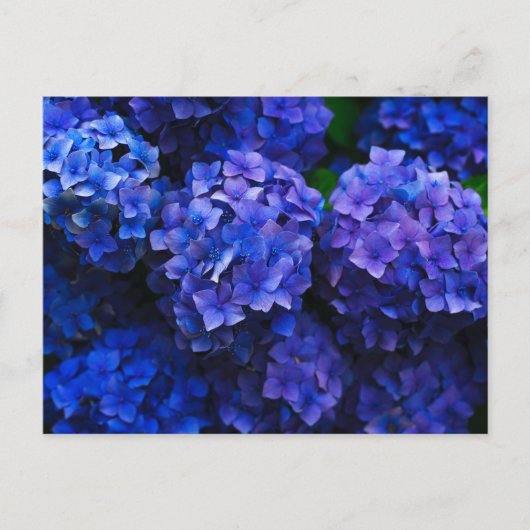 Italiaanse Deep Blue Hydrangeas Briefkaart (Voorkant)
