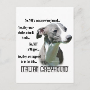Italiaanse Greyhound FAQ Briefkaart
