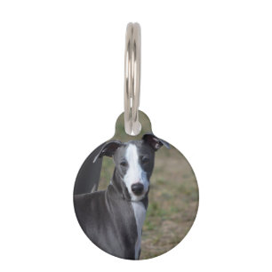 Italiaanse Greyhound Huisdierpenning