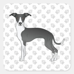 Italiaanse Greyhound Met Pootjes In Zwart En Wit Vierkante Sticker