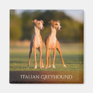 Italiaanse Greyhounds Magnet Magneet