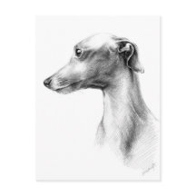Italiaanse grijze whippet-portrettekenkunst