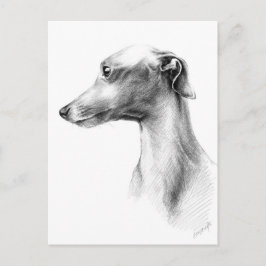 Italiaanse grijze whippet-portrettekenkunst briefkaart
