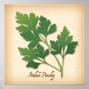 Italiaanse peterselie Herb Poster