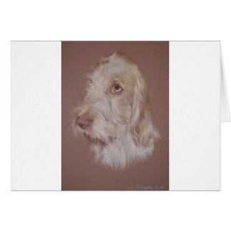 Italiaanse Spinone