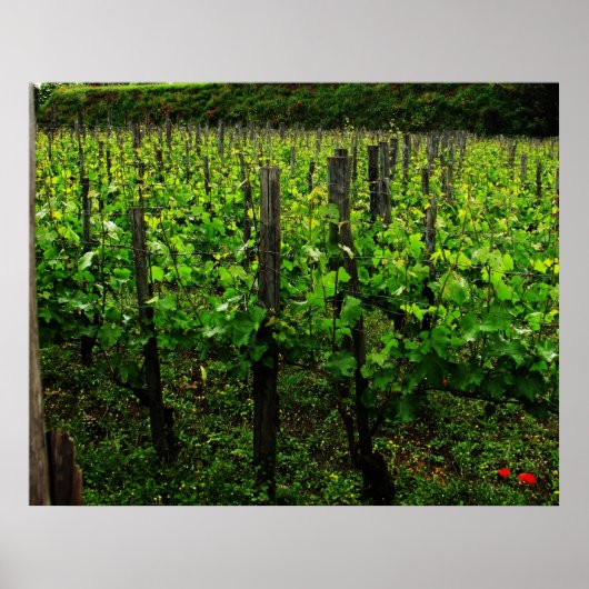 ITALIAANSE VINEYARD POSTER (Voorkant)