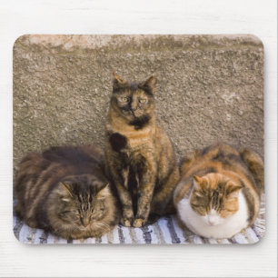 Italië, Cinque Terre, Vernazza. Drie katten Muismat
