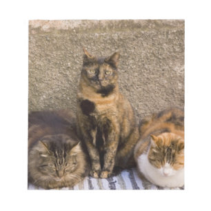 Italië, Cinque Terre, Vernazza. Drie katten Notitieblok