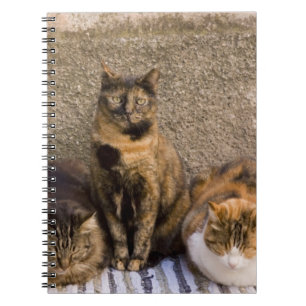 Italië, Cinque Terre, Vernazza. Drie katten Notitieboek