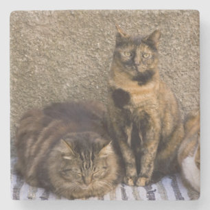 Italië, Cinque Terre, Vernazza. Drie katten Stenen Onderzetter