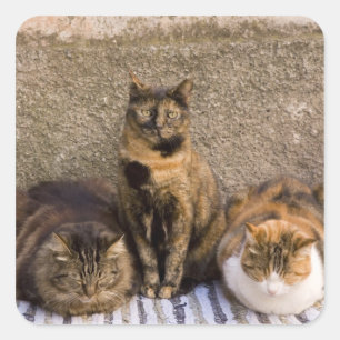 Italië, Cinque Terre, Vernazza. Drie katten Vierkante Sticker