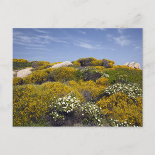 Italië, Sardinië, Santa Teresa Gallura. Capo 3 Feestdagenkaart