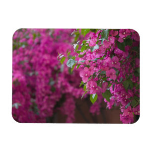 Italië, Sicilië, Cefalu, Gebloemde binnenplaats do Magneet