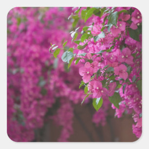 Italië, Sicilië, Cefalu, Gebloemde binnenplaats do Vierkante Sticker