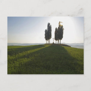 Italië, Toscane, Cipressen in Toscane met Briefkaart