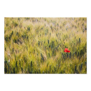 Italië, Toscane, Eenzame klaproos in voorjaars tar Foto Afdruk