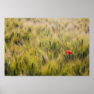 Italië, Toscane, Eenzame klaproos in voorjaars tar Poster