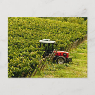 Italië, Toscane, Greve. Plukkers aan het werk tijd Briefkaart
