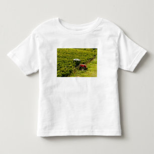 Italië, Toscane, Greve. Plukkers aan het werk tijd Kinder Shirts