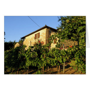 Italië, Toscane, Greve. Wijnscènes in de late zome