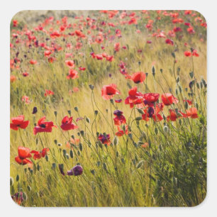 Italië, Toscane, Klaprozen in voorjaars tarweveld. Vierkante Sticker
