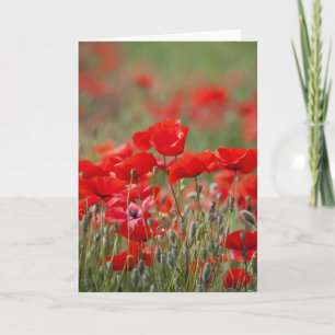 Italië, Toscane, Mass of Summer Poppies in Kaart