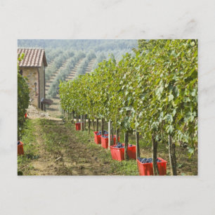Italië, Toscane, Montalcino. Bakken met geoogste Briefkaart