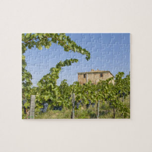 Italië, Toscane, Montepulciano. Wijndruiven gereed Legpuzzel