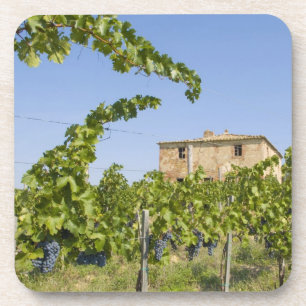 Italië, Toscane, Montepulciano. Wijndruiven klaar Bier Onderzetter