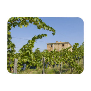 Italië, Toscane, Montepulciano. Wijndruiven klaar Magneet