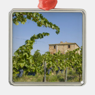 Italië, Toscane, Montepulciano. Wijndruiven klaar Metalen Ornament