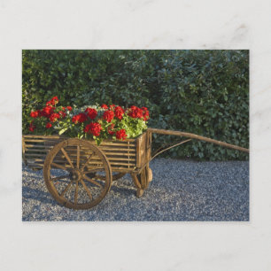 Italië, Toscane. Rode geraniums stromen uit een Briefkaart