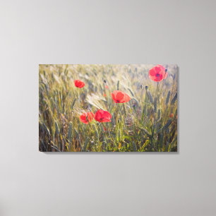 Italië, Toscane, Zomer Klaprozen en Tarwe in Canvas Afdruk