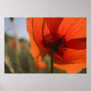 Italië, Toscane, zomerpapaver in Toscane Widw 2 Poster