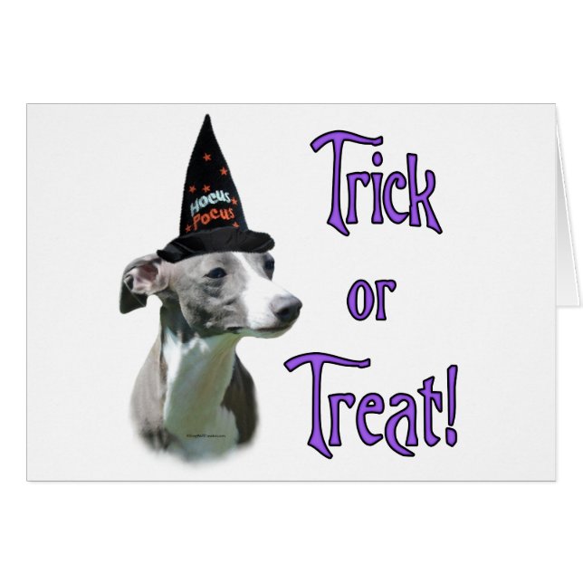 Italien Greyhound Trick (Devant horizontal)