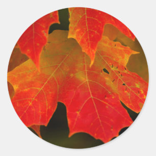 Itasca State Park, herfstkleuren 2 Ronde Sticker