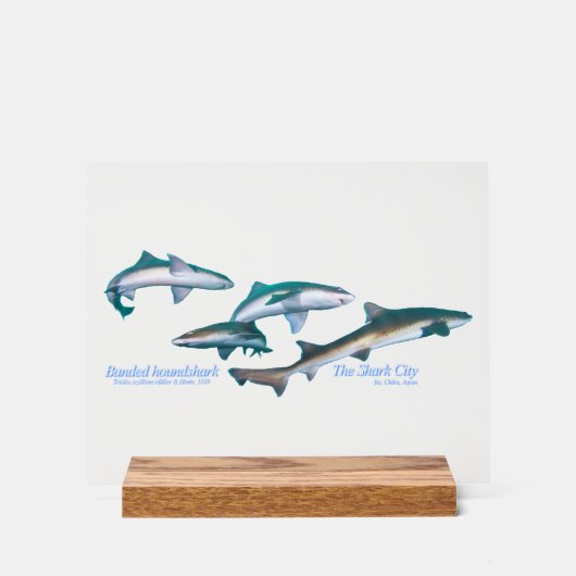Ito, Chiba, est le site de plongée avec les requin (Recto)