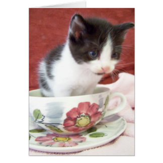 itsy bitsy kitten 4 weken