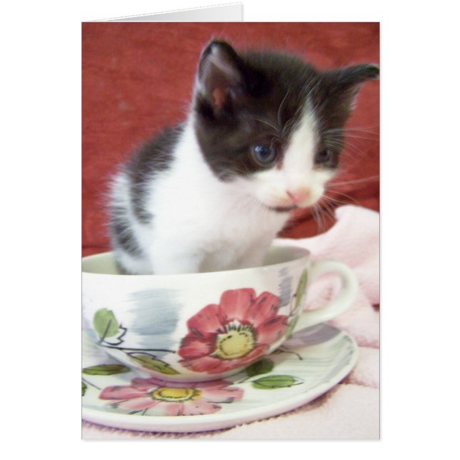 itsy bitsy kitten 4 weken (Voorkant)