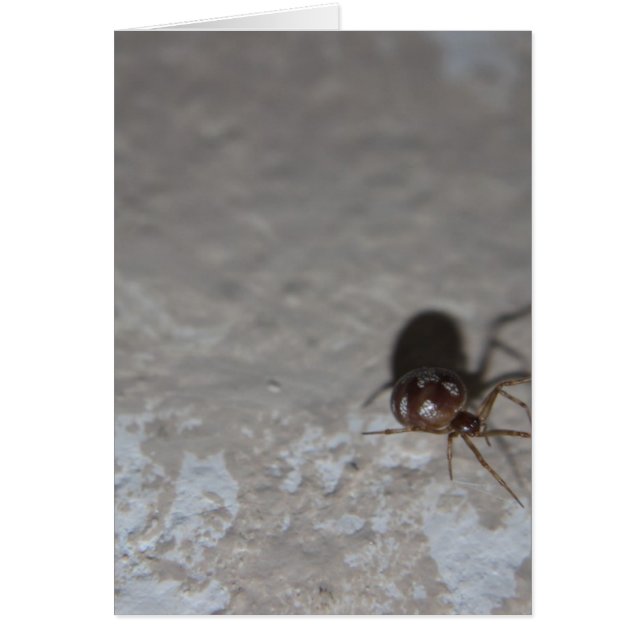 Itsy Bitsy Spider (Devant)