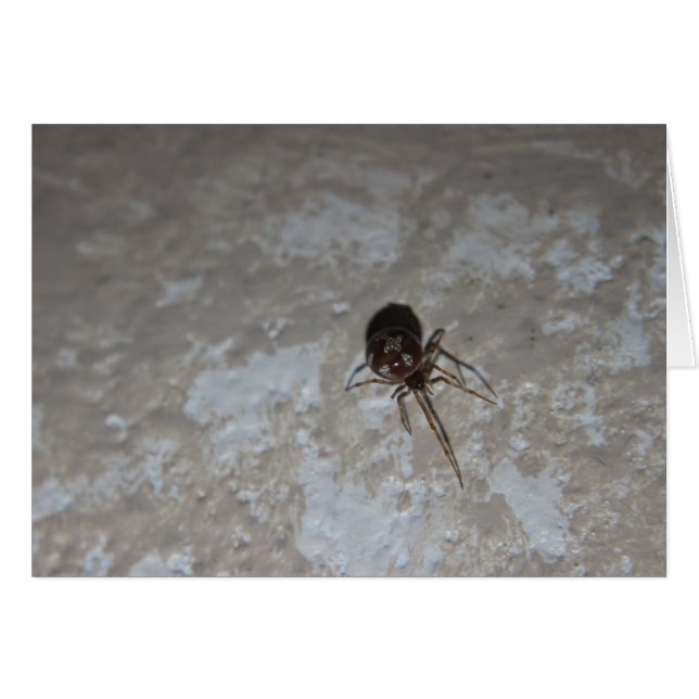 Itsy Bitsy Spider #3 (Devant horizontal)