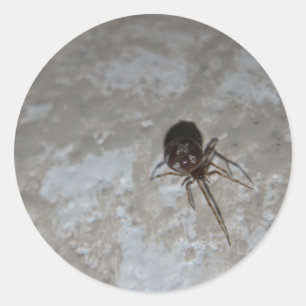 Itsy Bitsy Spider #3 Ronde Sticker