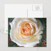 Ivoor White Summer Roos Briefkaart (Voorkant / Achterkant)