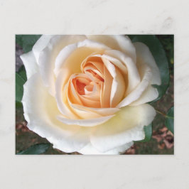 Ivoor White Summer Roos Briefkaart