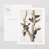Ivory-billed Woodpecker, 1829, (print) Briefkaart (Voorkant / Achterkant)