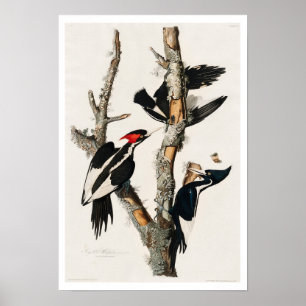 Ivory-billing Woodpecker door Poster van Audubon