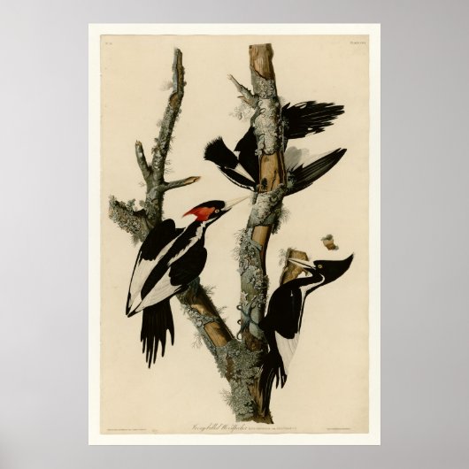 Ivory-billing Woodpecker Poster (Voorkant)