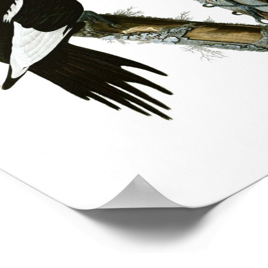 Ivory-billing Woodpecker Poster Print (Hoek)